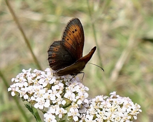mountain ringlet